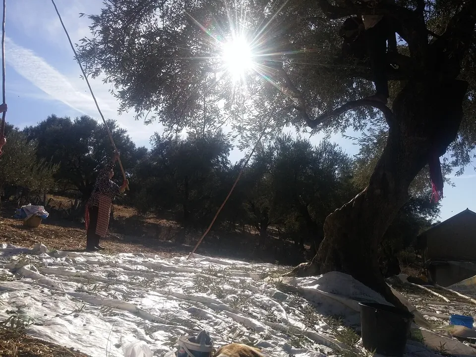 Récolte des olives dans la province de Taounate